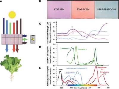 Emergent molecular traits of lettuce and tomato grown under wavelength-selective solar cells